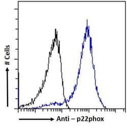 Invitrogen CYBA Monoclonal Antibody (CS9) 100 &mu;L; Unconjugated:Antibodies,
