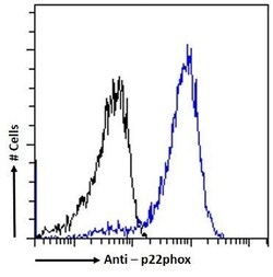 Invitrogen CYBA Monoclonal Antibody (CS9) 100 &mu;L; Unconjugated:Antibodies,