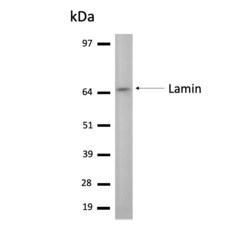 Invitrogen Lamin A/C (R453W) Monoclonal Antibody (12A-2F5) 100 &mu;L | Buy Online | Invitrogen&trade; | Fisher Scientific