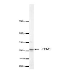 Invitrogen LCMT1 Monoclonal Antibody (4A4) 100 &mu;L; Unconjugated:Antibodies,