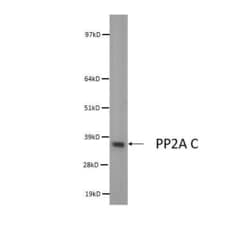 Invitrogen PP2A alpha Monoclonal Antibody (7A6) 100 &mu;L; Unconjugated:Antibodies,