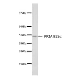 Invitrogen PP2A B-alpha Monoclonal Antibody (2G9) 100 &mu;L; Unconjugated:Antibodies,