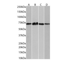 Invitrogen PPP2R5D Monoclonal Antibody (H5D12) 100 &mu;L | Buy Online | Invitrogen&trade; | Fisher Scientific