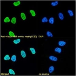 Invitrogen H4K20me1 Monoclonal Antibody (5E10-D8), ChIP-Verified 20 &mu;g;