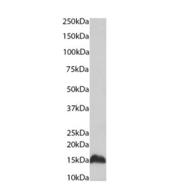 Invitrogen H4K20me1 Monoclonal Antibody (5E10-D8), ChIP-Verified 20 &mu;g;