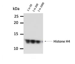 Invitrogen H4K20me1 Monoclonal Antibody (5E10-D8), ChIP-Verified 20 &mu;g;