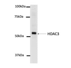 Invitrogen HDAC3 Monoclonal Antibody (3G6) 100 &mu;L; Unconjugated:Antibodies,