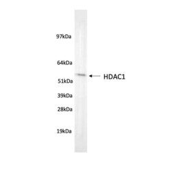 Invitrogen HDAC1 Monoclonal Antibody (10E2) 100 &mu;L; Unconjugated:Antibodies,