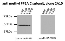 Invitrogen Methyl-PP2A alpha (Leu309) Monoclonal Antibody (2A10) 100 &mu;L | Buy Online | Invitrogen&trade; | Fisher Scientific