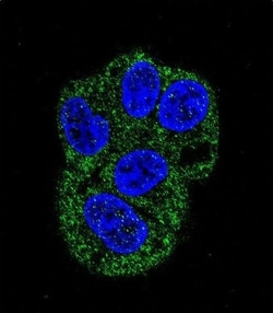 Invitrogen Lactoferrin Monoclonal Antibody (119CT80.1.1) 400 &mu;L; Unconjugated:Antibodies,