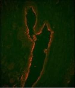 Invitrogen Lactoferrin Monoclonal Antibody (119CT80.1.1) 400 &mu;L; Unconjugated:Antibodies,