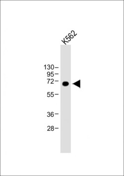 Invitrogen Lactoferrin Monoclonal Antibody (119CT80.1.1) 400 &mu;L; Unconjugated:Antibodies,