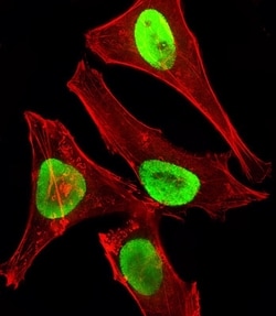 Invitrogen EZH2 Monoclonal Antibody (144CT2.1.1.5) 400 &mu;L; Unconjugated:Antibodies,