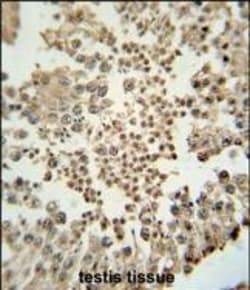 Invitrogen EZH2 Monoclonal Antibody (144CT2.1.1.5) 400 &mu;L; Unconjugated:Antibodies,