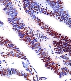 Invitrogen EZH2 Monoclonal Antibody (144CT2.1.1.5) 400 &mu;L; Unconjugated:Antibodies,