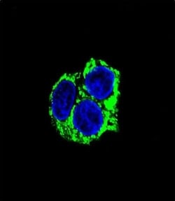 Invitrogen CABC1 Monoclonal Antibody (216CT7.5.1) 400 &mu;L; Unconjugated:Antibodies,