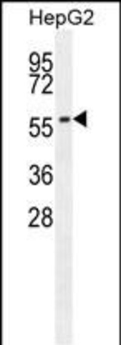 Invitrogen CABC1 Monoclonal Antibody (216CT7.5.1) 400 &mu;L; Unconjugated:Antibodies,