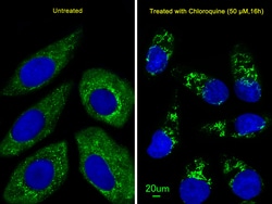 Invitrogen ATG4D Monoclonal Antibody (222CT15.4.1) 400 &mu;L; Unconjugated:Antibodies,