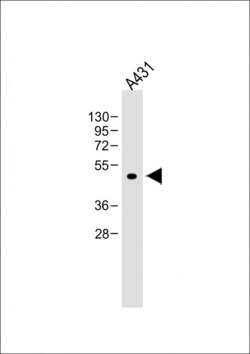 Invitrogen ATG4D Monoclonal Antibody (222CT15.4.1) 400 &mu;L; Unconjugated:Antibodies,