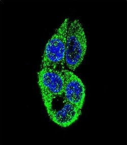 Invitrogen MASTL Monoclonal Antibody (235CT7.8.2.3) 400 &mu;L; Unconjugated:Antibodies,