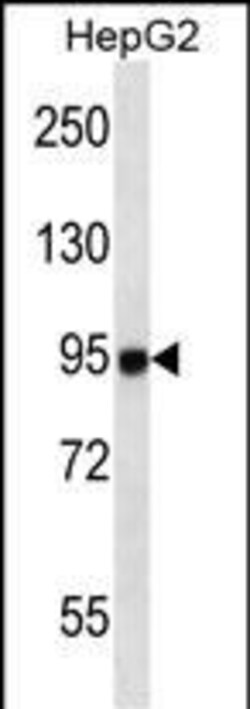 Invitrogen MASTL Monoclonal Antibody (235CT7.8.2.3) 400 &mu;L; Unconjugated:Antibodies,
