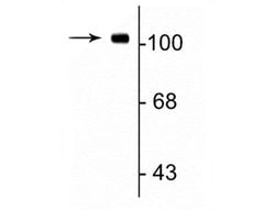 Invitrogen GluR1 Monoclonal Antibody (RH95) 100 &mu;L; Unconjugated:Antibodies,