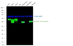 Invitrogen Cytokeratin Pan Monoclonal Antibody (C-11), Alexa Fluor 488