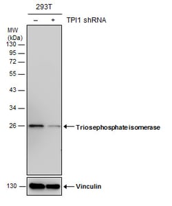 Invitrogen TPI1 Monoclonal Antibody (P1111) 100 &mu;L; Unconjugated:Anticuerpos
