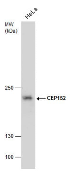 Invitrogen CEP152 Monoclonal Antibody (P1285) 100 &mu;L; Unconjugated:Antibodies,