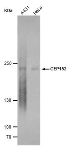 Invitrogen CEP152 Monoclonal Antibody (P1315) 100 &mu;L | Buy Online | Invitrogen&trade; | Fisher Scientific