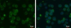 Invitrogen MCT1 Monoclonal Antibody (P14612) 100 &mu;L; Unconjugated:Antibodies,