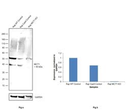 Invitrogen MCT1 Monoclonal Antibody (P14612) 100 &mu;L; Unconjugated:Antibodies,