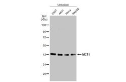 Invitrogen MCT1 Monoclonal Antibody (P14612) 100 &mu;L; Unconjugated:Antibodies,