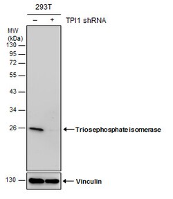 Invitrogen TPI1 Monoclonal Antibody (P181) 100 &mu;L; Unconjugated:Antikroppar
