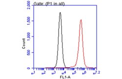 Invitrogen ARID5A Monoclonal Antibody (P18112) 100 &mu;L; Unconjugated:Antibodies,