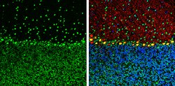 Invitrogen ARID5A Monoclonal Antibody (P18112) 100 &mu;L; Unconjugated:Antibodies,