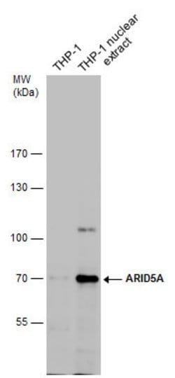 Invitrogen ARID5A Monoclonal Antibody (P18112) 100 &mu;L; Unconjugated:Antibodies,