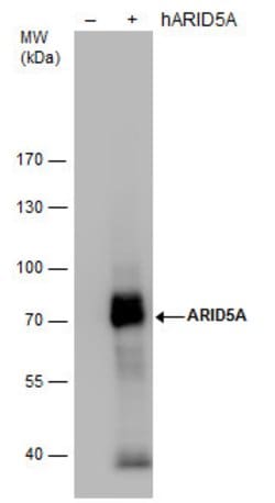 Invitrogen ARID5A Monoclonal Antibody (P18112) 100 &mu;L; Unconjugated:Antibodies,