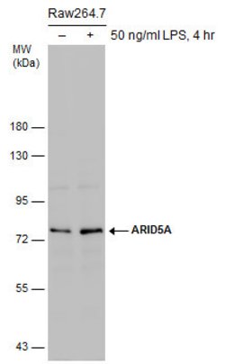 Invitrogen ARID5A Monoclonal Antibody (P18112) 100 &mu;L; Unconjugated:Antibodies,