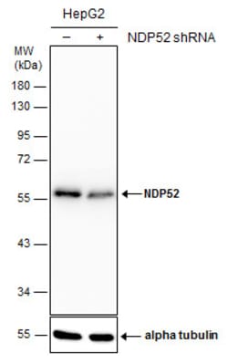 Invitrogen CALCOCO2 Monoclonal Antibody (P1813) 100 &mu;L; Unconjugated:Antibodies,