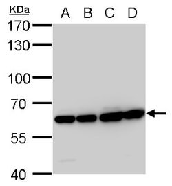 Invitrogen COPD Monoclonal Antibody (P189) 100 &mu;L; Unconjugated:Antibodies,