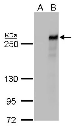 Invitrogen TET2 Monoclonal Antibody (P411) 100 &mu;L; Unconjugated:Antibodies,