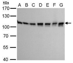 Invitrogen CAS Monoclonal Antibody (P5111) 100 &mu;L; Unconjugated:Antibodies,