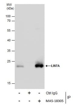 Invitrogen LIN7A Monoclonal Antibody (P879) 100 &mu;L; Unconjugated:Antibodies,