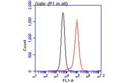 Invitrogen ARID5A Monoclonal Antibody (P921) 100 &mu;L; Unconjugated:Antibodies,