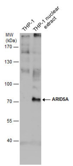 Invitrogen ARID5A Monoclonal Antibody (P921) 100 &mu;L; Unconjugated:Antibodies,