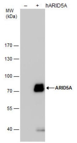 Invitrogen ARID5A Monoclonal Antibody (P921) 100 &mu;L; Unconjugated:Antibodies,