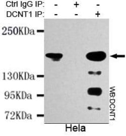 Invitrogen Dynactin 1 Monoclonal Antibody (6B11) 100 &mu;L; Unconjugated:Antibodies,