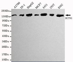 Invitrogen Dynactin 1 Monoclonal Antibody (6B11) 100 &mu;L; Unconjugated:Antibodies,