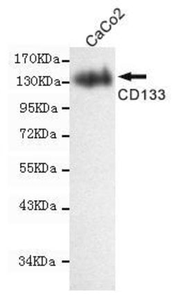 Invitrogen CD133 Monoclonal Antibody (5E3) 100 &mu;L; Unconjugated:Antibodies,